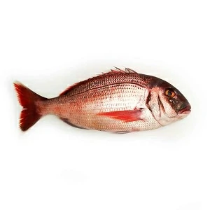 SNAPPER FISH 600-800 1PCS
